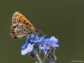 Lycaena helle (Menekşe Bakırgüzeli)